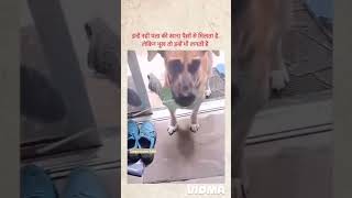 Masumiyat dekho ❤️😊dog doglover dogs sad sadstatus trending shorts special reels like [upl. by Ahsehyt]