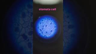 observation of leaf stomata cell in microscope shorts trending scienceexperiment [upl. by Gar126]