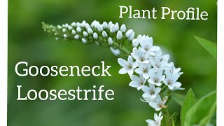 Growing Gooseneck Loosestrife  Plant Care [upl. by Nahsed]