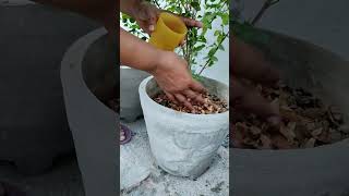 Adding Almonds coverings to plants for nutrition love garden mygardenflowers gardenflowers best [upl. by Klein]