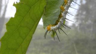 Larve de papillon Heliconius hecale [upl. by Pauline]