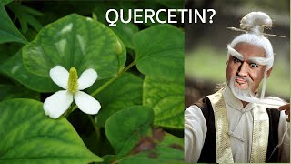 Quercetin a Chinese hair growth stimulant as good as minoxidil [upl. by Will]