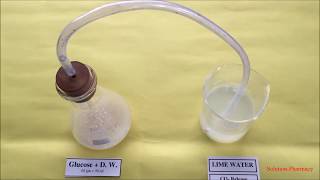 Fermentation Process  Confirmatory Test Fermentation Process by Carbon Dioxide test  Fermentation [upl. by Olympie]