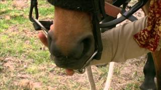 How to Bridle a Difficult Horse  Horse Talk TV [upl. by Edin]