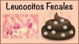 Leucocitos Fecales [upl. by Nanci]