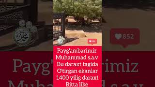 Paygambarimiz Muhammad sav Tagida dam olgan Daraxt kinolar shortvideos shoes [upl. by Nevanod]