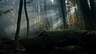 Trailer DER WILDE WALD  Natur Natur sein lassen [upl. by Nosnorb]