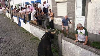 Tourada Ganadarias ALJGMRRB Lameirinho 2021  Ilha Terceira  Açores [upl. by Illona111]