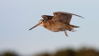 Woodcock on the Black Isle [upl. by Stefano198]