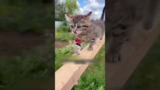 Une amitié incroyable entre un chaton et un chien errant animaux shorts chien chaton [upl. by Alarick713]