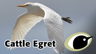 BTO Bird ID  Cattle Egret [upl. by Rosella]