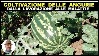 COLTIVAZIONE ANGURIE dalla lavorazione del terreno alla concimazione e tutti i trucchi e segreti [upl. by Jacobs]