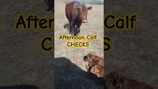 Checking on calves hashknife cow calving cattleranch HashknifeRanch [upl. by Boehike]