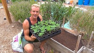 Planting Ashwagandha  The Perfect Soil for Raised Beds [upl. by Ennaeirrac]