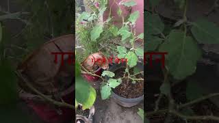 brinjal kitchengarden mytakeonhomeandgarden trendingplants organicfarming [upl. by Niple]