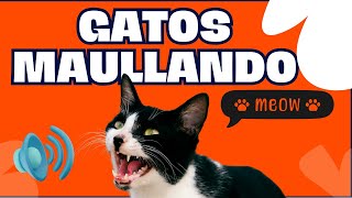 Gatos Maullando  Mira como reacciona tu Gato  Sonidos de Gatos  Maullidos para atraer a tu Gato [upl. by Biddick]