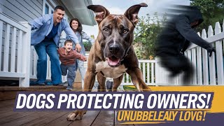 quotBrave Dogs Protecting Their Owners  Unbelievable Loyalty amp Heroic Momentsquot [upl. by Rolph]