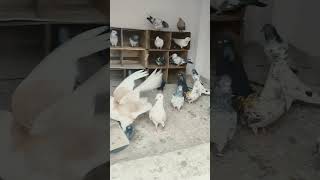 Lucknow pigeon Loft 2 [upl. by Leahey188]