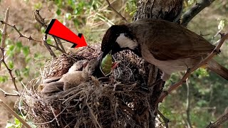 Himalayan bulbul bird feeding her babies onlybirds107 [upl. by Venable]