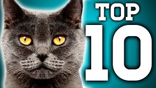 Awesome 10 Cat Facts You Need to Know  BBC Earth Explore [upl. by Erbma]