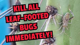 Kill all Leaffooted bugs immediately [upl. by Niamert]