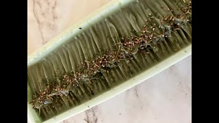 Forest breeze soap Cold process soap making How to texture soap top [upl. by Frissell96]