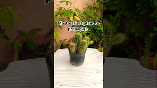 Most easiest plant to propagate youtubeshorts shorts cactus [upl. by Nivlam785]