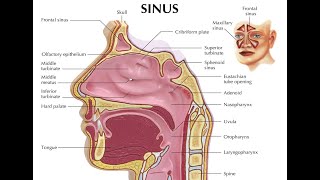 Using a Nebulizer to Cleanse Your Sinuses [upl. by Nodanrb]