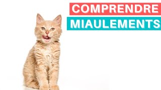 Comprendre les miaulements de son chat Conseils amp Astuces [upl. by Robi]