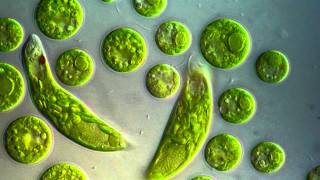 Chlamydomonas amp Euglena viridis [upl. by Falk737]