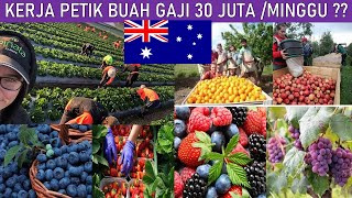 1 MINGGU GAJI 30 JUTA  KERJA PETIK BUAH DI AUSTRALIA [upl. by Ettebab]