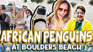 AFRICAN PENGUINS AT BOULDERS BEACH CAPE TOWN SOUTH AFRICA l WILBERT TOLENTINO X MADAM INUTZ [upl. by Athenian122]