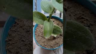 Tradescantia sillamontanayoutubeshortsleavesgardenplants nature [upl. by Savory217]