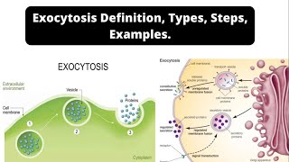 Exocytosis Definition Types Steps Examples [upl. by Callista455]