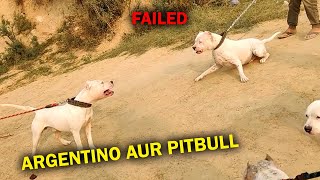 Pitbull to Gaya 😟 Ye Kya Hogya [upl. by Ivel]