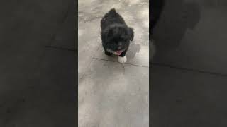 Lhasa Apso Puppy training [upl. by Arac]