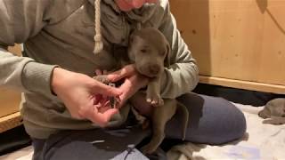 Paulas Weimaraner Puppys 2020  25 days old [upl. by Khoury]