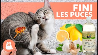 7 meilleurs REMÈDES MAISON contre les PUCES chez les CHATS 🐱🐜 [upl. by Rebm]