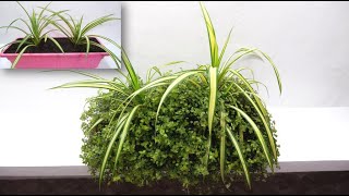 How to Grow and Combine Spider Plant and Turtle Vine at Home [upl. by Gwyn]