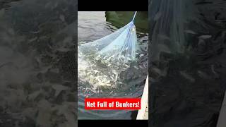 Lots of Bunkers caught by net shorts bait [upl. by Tymon346]