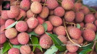 The Ultimate Guide to Lychee [upl. by Okihsoy]