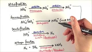 A2 Biology  Reactions in the nitrogen cycle OCR A Chapter 233 [upl. by Silisav]