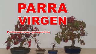 Parra virgen Parthenocissus quinquefolia [upl. by Suoirtemed]