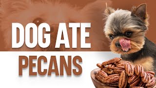 My Dog Ate Pecans  Will He Get Sick [upl. by Kenny]