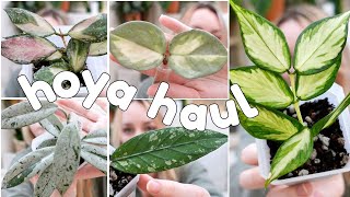 dont watch this on a plant ban 42 new hoya in 45 minutes 🤯 [upl. by Jamesy]