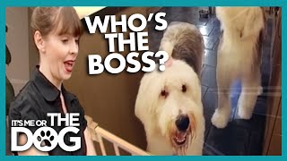 Establishing Whos Boss  Dog Training  Its Me or the Dog [upl. by Justine]