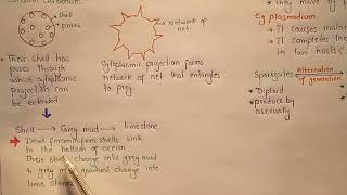 Actinopoda  Foraminifera  Kingdom Protists  Class 11 [upl. by Gaylene229]