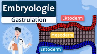 Embryologie  Gastrulation und Keimblätter einfach erklärt [upl. by Vowel]