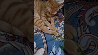 Cats Eating Root  Acalypha Indica Plant shorts cat nature meow pets [upl. by Ecirbaf]