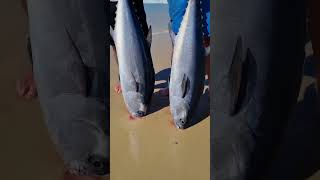 beach fishing longtail tuna [upl. by Nagaem]